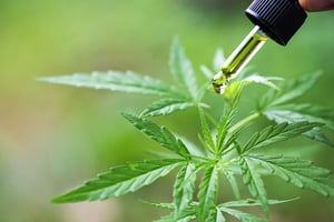 Cannabis-footer-banner
