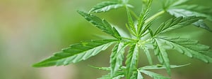 canna-case-study
